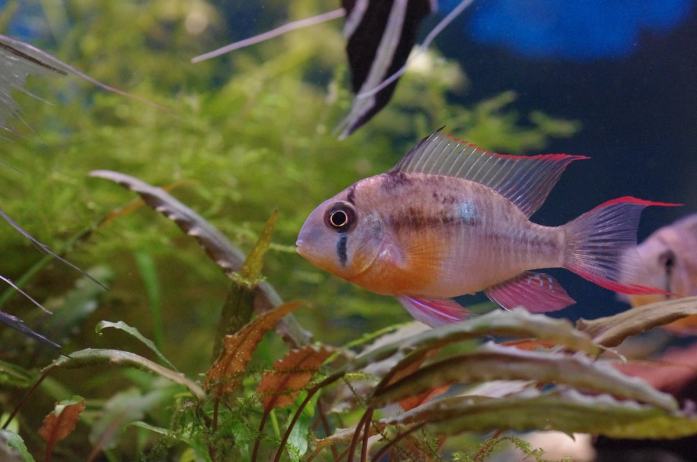 Altispinosa