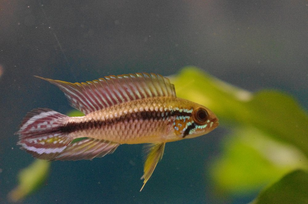 Apistogramma Agassizii