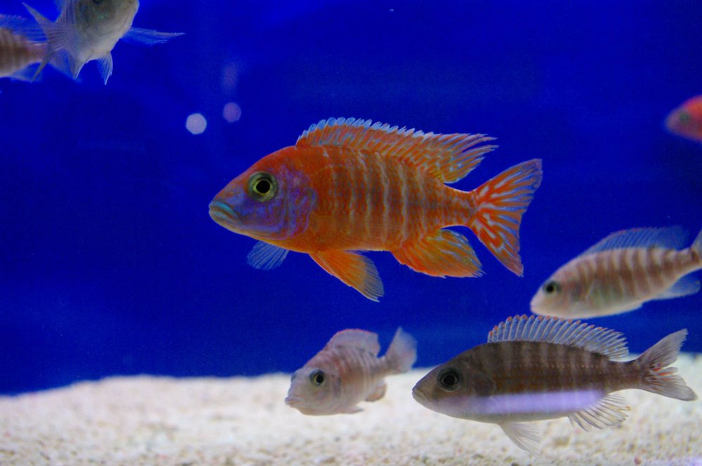 Aulonocara Red Rubin