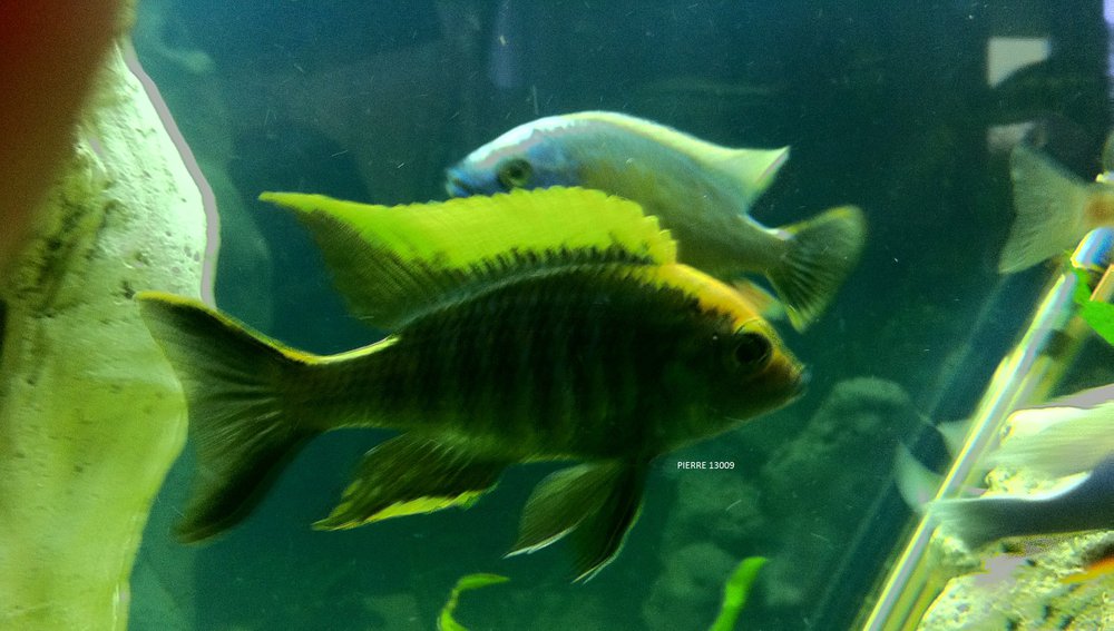 Aulonocara Maylandi Maylandi Luwala Reef