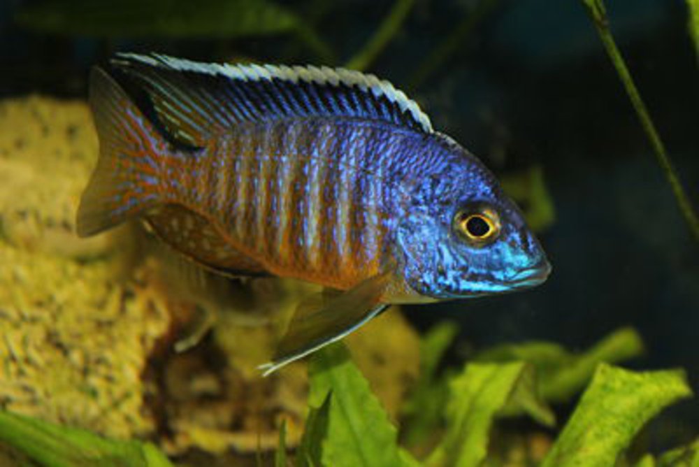 Aulonocara Hueseri Likoma