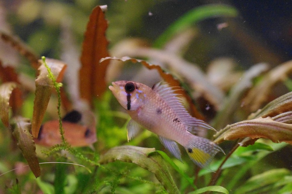 Apistogramma Barlowi